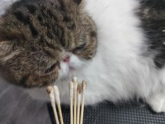 -瑞鹏宠物医院华南总院·夜诊·心脏科·骨科