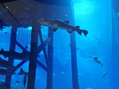 -迪拜水族馆及水下动物园