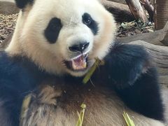 -都江堰中华大熊猫苑