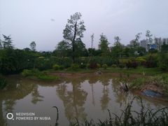 -大亚湾红树林城市湿地公园