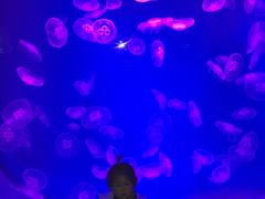 -芜湖新华联大白鲸海洋公园