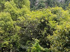 -庐山碧龙潭风景区