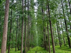 -黄海国家森林公园