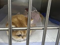 -中农国际动物医院24小时·猫科·骨科·急重症中心