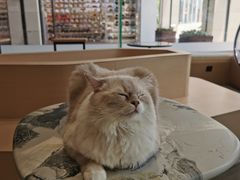 -瞄一喵猫咖(格力海岸店)