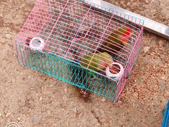 -中环花鸟鱼虫市场