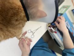 -瑞派旺宝宠物医院·犬猫全科综合·尿道专科(莲兴院)