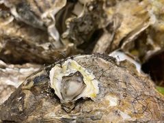 -吉香碳烤生蚝(仙霞路店)