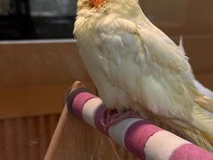 -帕帕拉兹宠物(亚洲旗舰店)