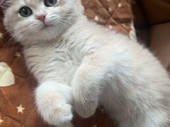 -小猫来了猫舍(福田店)