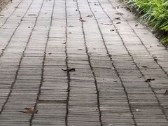 -南沙蒲洲花园