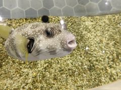 -萌宠奇缘(荣鼎店)