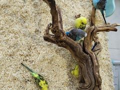 -怪兽屋·羊驼·猫咖·狗咖(俊华广场店)