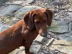 -北京西山国家森林公园