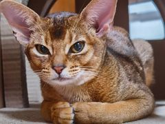 -猫大福·Fortune Cat猫舍(百子湾店)