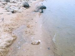 -瑶湖郊野森林公园