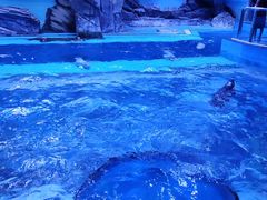 -上海海昌海洋公园