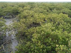 -北海金海湾红树林生态旅游区