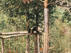-都江堰中华大熊猫苑