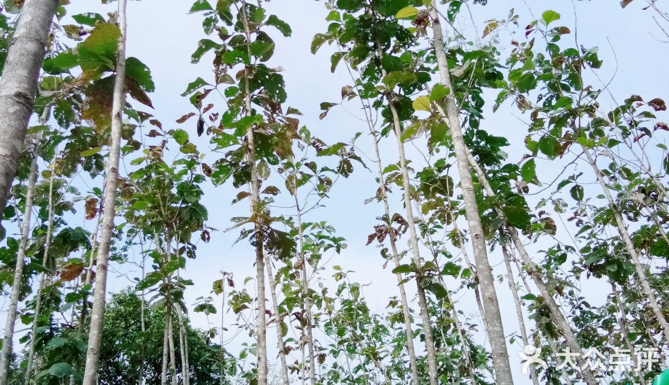 春日出游攻略3  云梯山的黄花铃木开啦