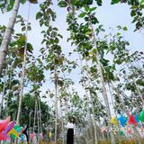 春日出游攻略3  云梯山的黄花铃木开啦