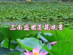 -白洋淀风景区