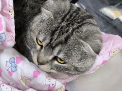 -北京观赏动物医院·24小时大型综合·猫专科·异宠专科