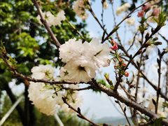 -天适樱花悠乐园