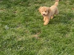 -趣玩宠物乐园寄养训犬训狗游泳池