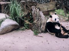 -都江堰中华大熊猫苑