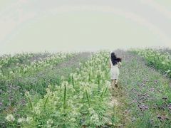 -紫颐香薰山谷景区