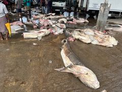 -尼甘布海鲜市场