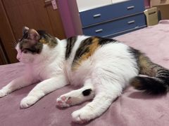 -瑞派·关忠动物医院·猫专科·犬专科(三环新城店)