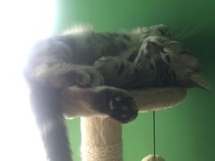 -喵店&猫咖