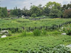 -桂湖森林公园
