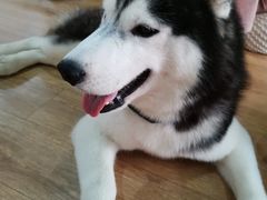 -Husky Go! 哈士奇体验馆·宠物咖啡厅狗咖