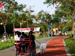 -上海长兴岛郊野公园