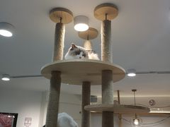 -喵园·猫主题咖啡厅·撸猫·猫咖(国贸店)