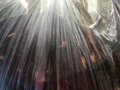-志龙皇冠吃货椰子铺