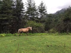 -硗碛藏寨·神木垒景区