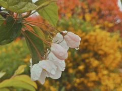 -浮山香苑