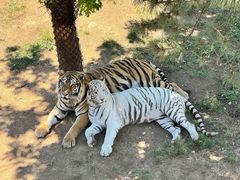 -西霞口神雕山野生动物世界