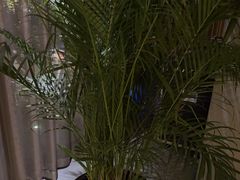 -浅深Cheersum(曹杨店)