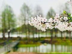 -上海辰山植物园