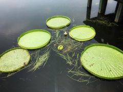 -荷塘月色湿地公园·向阳花洲