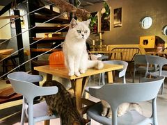 -豆逗聊愈猫阁Easy Life