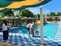 -爪吧宠物乐园 (温榆河示范区店)