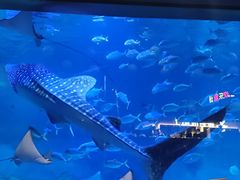 -烟台海昌鲸鲨海洋公园