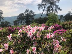-南山植物园