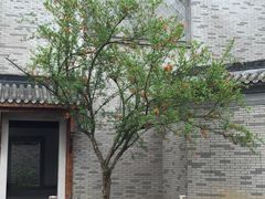 -龙潭水乡